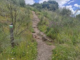 Flora del Cerro Masatrigo